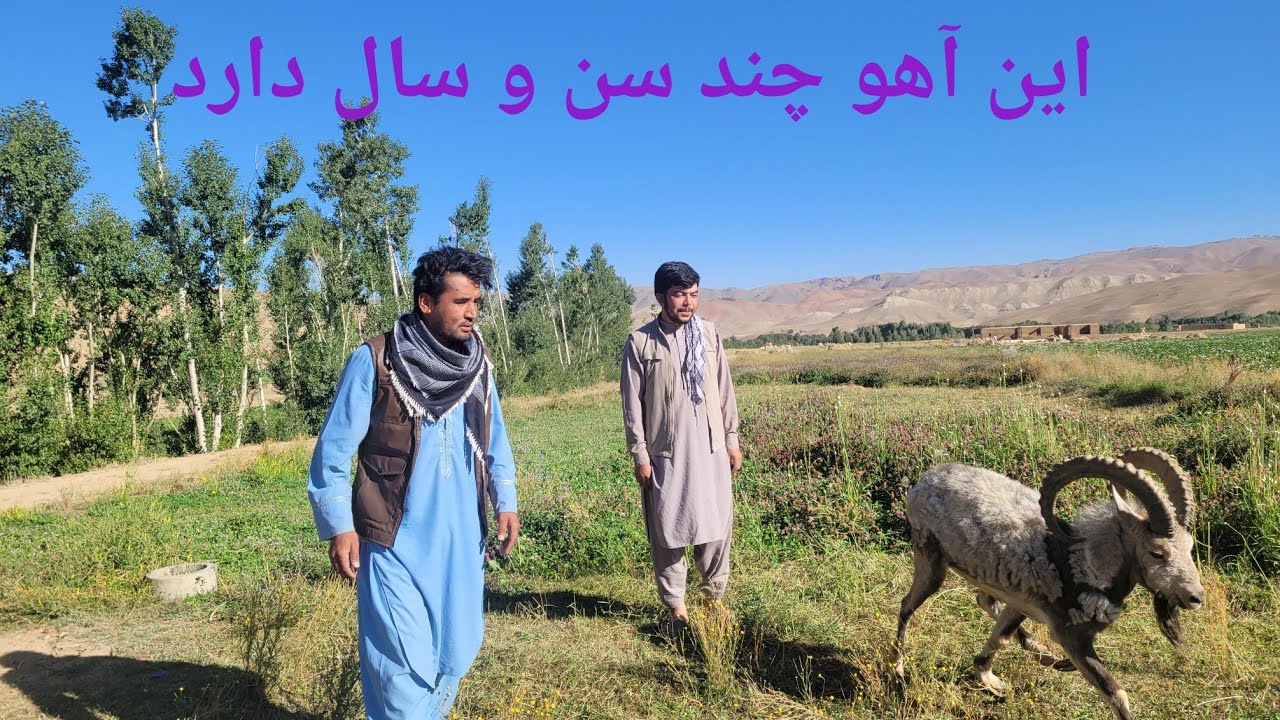 یافتن یک آهوی بزرگ در لعل و سرجنگل این آهو چند سال دارد؟