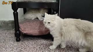 Little Star#beetv #catlover #cutenessoverloaded #cute #kitten #persiancat#viral #viralvideo