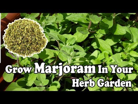 Video: Tips Menanam Marjoram Di Kebun Herbal Anda