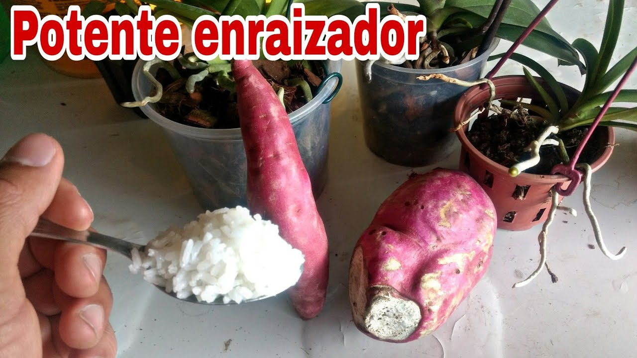 NUNCA MAIS COMPRE ENRAIZADOR, faça você mesmo