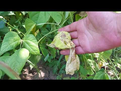 Video: Frunze galbene de pe plantele de fasole: de ce frunzele de la fasolea mea devin galbene?