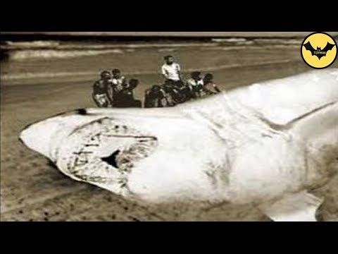These 5 Mysterious Photos Have never been explained... and probably never.