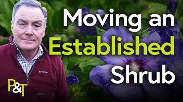How to Move an Established Shrub (Garden Transplant!) - Pots & Trowels