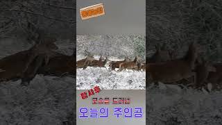 겨울철 산 속에 나타난 노루떼.   [귀엽고 재미있는 동물농장] Animal enjoy. Cute Puppy…