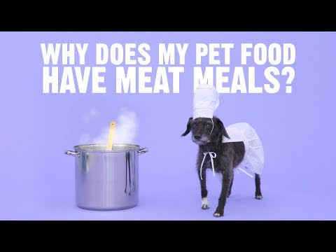 Why Does My Pet Food Have Meat Meals? | Chewy