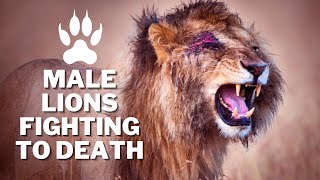 Male lions fighting to death | Lion vs lion | اسود تقاتل حتى الموت | الاسد مقابل الاسد by Animal Story 60 views 1 year ago 3 minutes, 22 seconds
