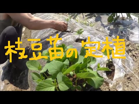 家庭菜園 枝豆の苗の植え付け Youtube