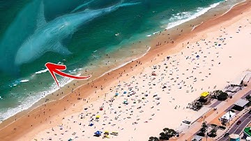 Top 5 Terrifying REAL Sightings Of The Megalodon