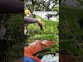 Kesalahan pemula ngurus ikan tidak ngurus air #shortvideo #shorts #budidayaikan #budidayalele