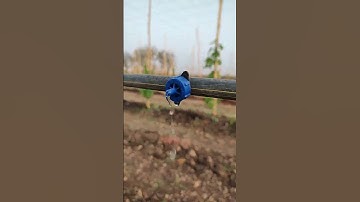 Watering New Grapes Farm Original sound Satisfying 2023 #shorts #viral #satisfying