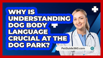 Why Is Understanding Dog Body Language Crucial At The Dog Park? - PetGuide360.com