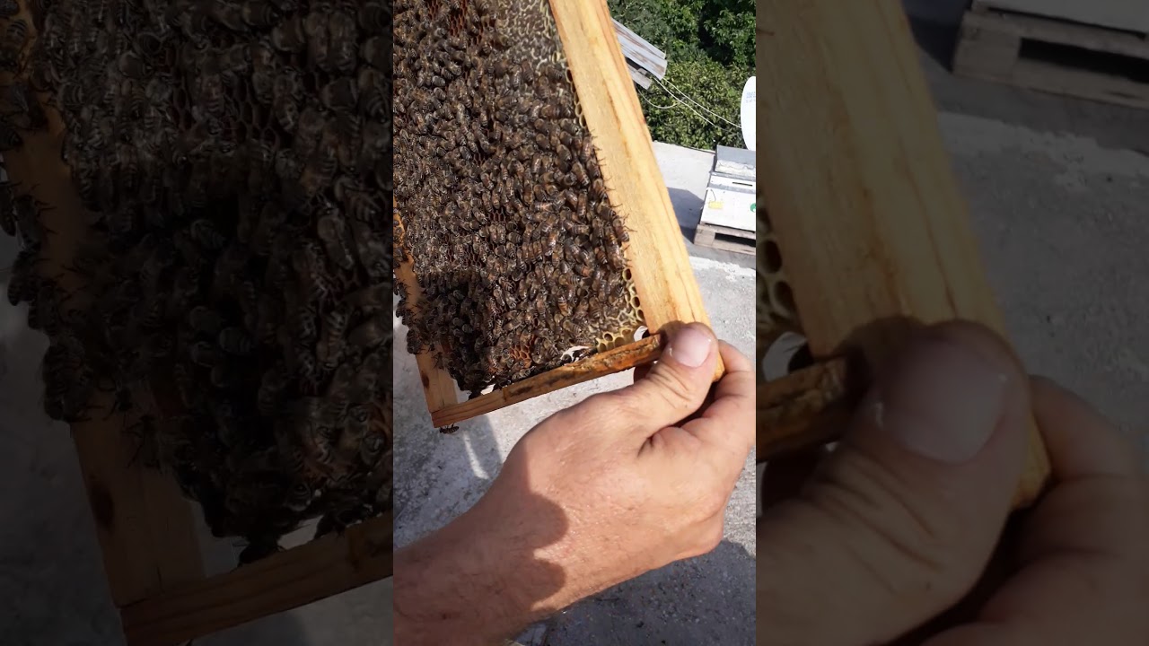 Dörtlü koloni destek kovani