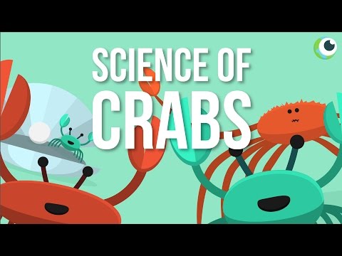 Video: „Crabitat“nustatymas: žemės paviršiaus krabų pagrindo pasirinkimas