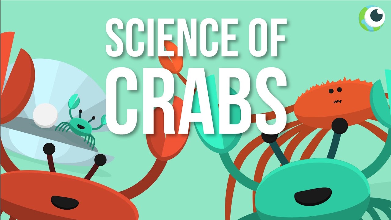 Beautiful Science - The Science Of Crabs