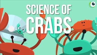 Beautiful Science  The Science of Crabs