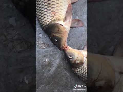 Видео: Үл мэдэгдэх том загас хөлтэй, Кэнви арлын далайн эрэг дээр шидэгдэв