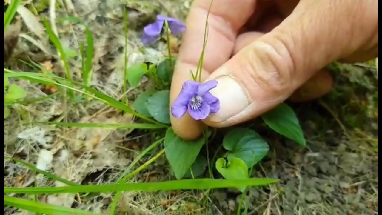 Wild Violet (Violaceae) Spring wild foods on a woodland walk