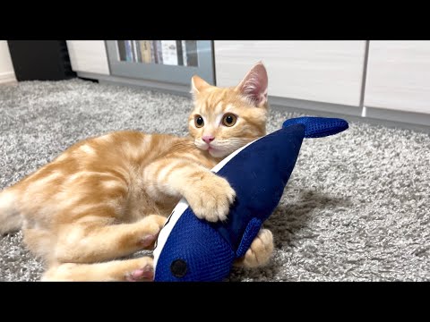 けりぐるみに夢中の子猫がかわいい【アメリカンショートヘア・レッドタビー】