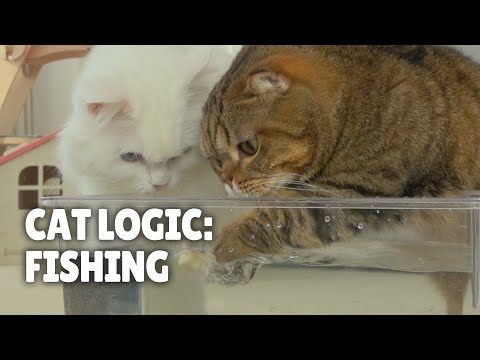 cats-vs-water-2