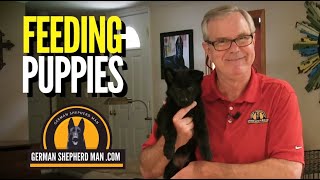 GREAT INFO About Feeding German Shepherd Puppies with GSM and Wiggles!!!