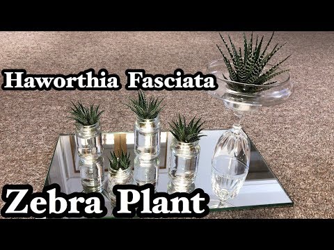 Video: Stripet Haworthia