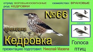 Кедровка. Ореховка. Голоса птиц Кедровка. Ореховка. Голоса птиц
