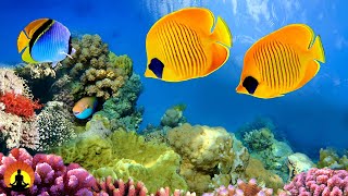 ? Relaxing Piano Music 24/7, Relaxing Music, Meditation, Piano Music, Sleep Music, Piano, Study видео