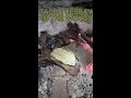 Taco Tuesday in the woods
