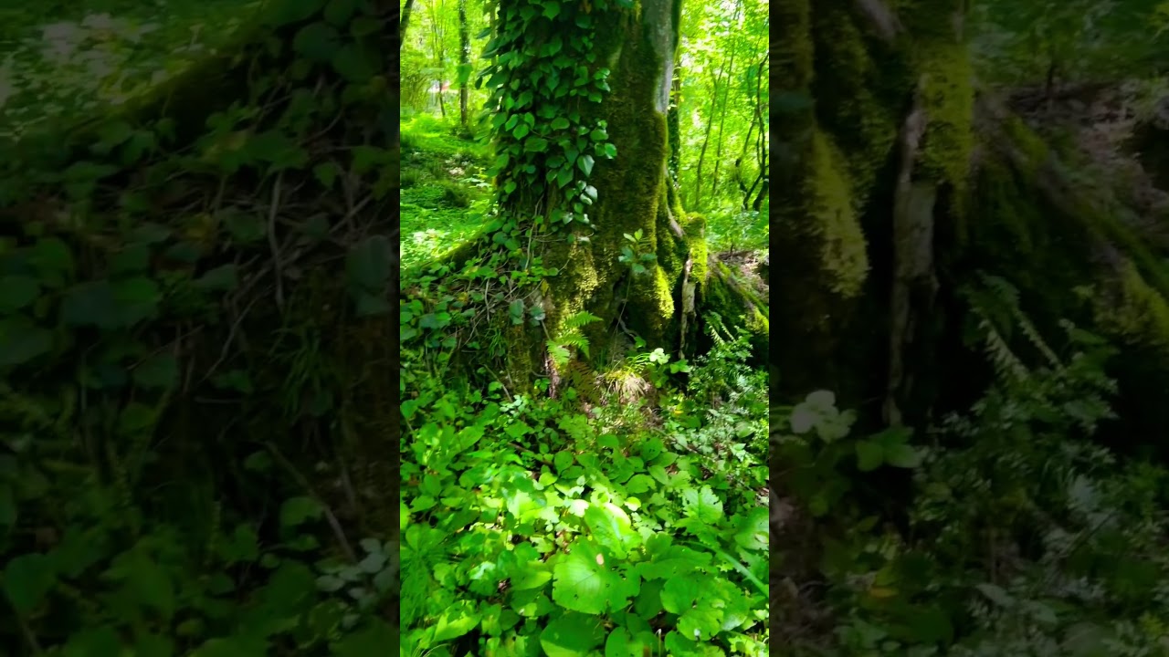 Медитация в лесу маленькие Джунгли Сочи и дорога к гармонии для всех.