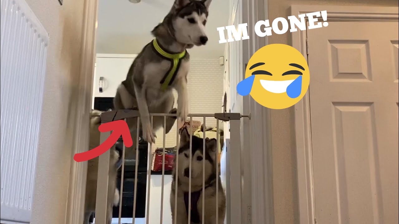 The Funniest Things About Husky Puppies! [PART 1] [FUNNIEST CLIPS EVER ...