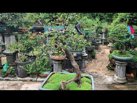 Video CÂY HẢI CHÂU TRỰC VĂN NHÂN - youtube