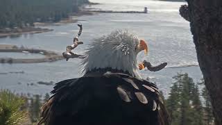 Shadow brings a fish FOBBV CAM Big Bear Bald Eagle Live Nest - Cam 1