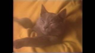 i94.5 FM - Cat