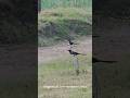 Rural Fragments | Which birds do you know?