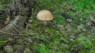 Лесная прогулка/ищем грибы,любуемся природой родного края 🤗🌳🌲🌷