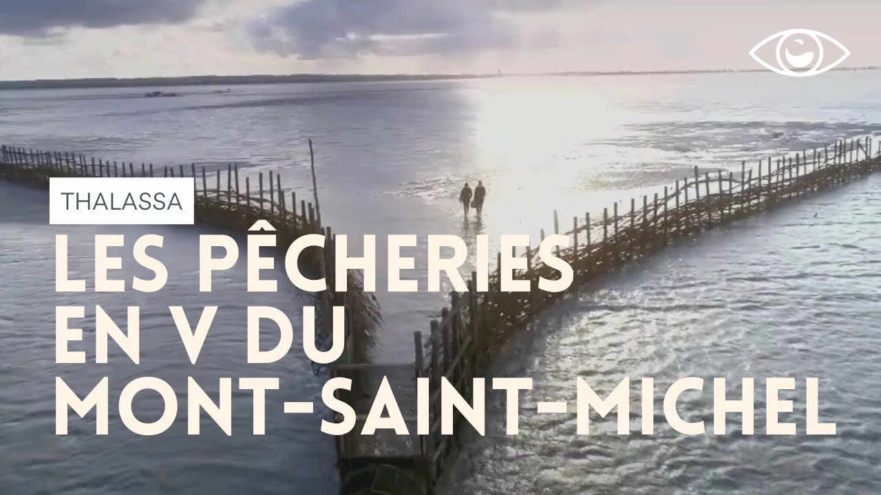 Les pêcheries en V du Mont-Saint-Michel - Thalassa