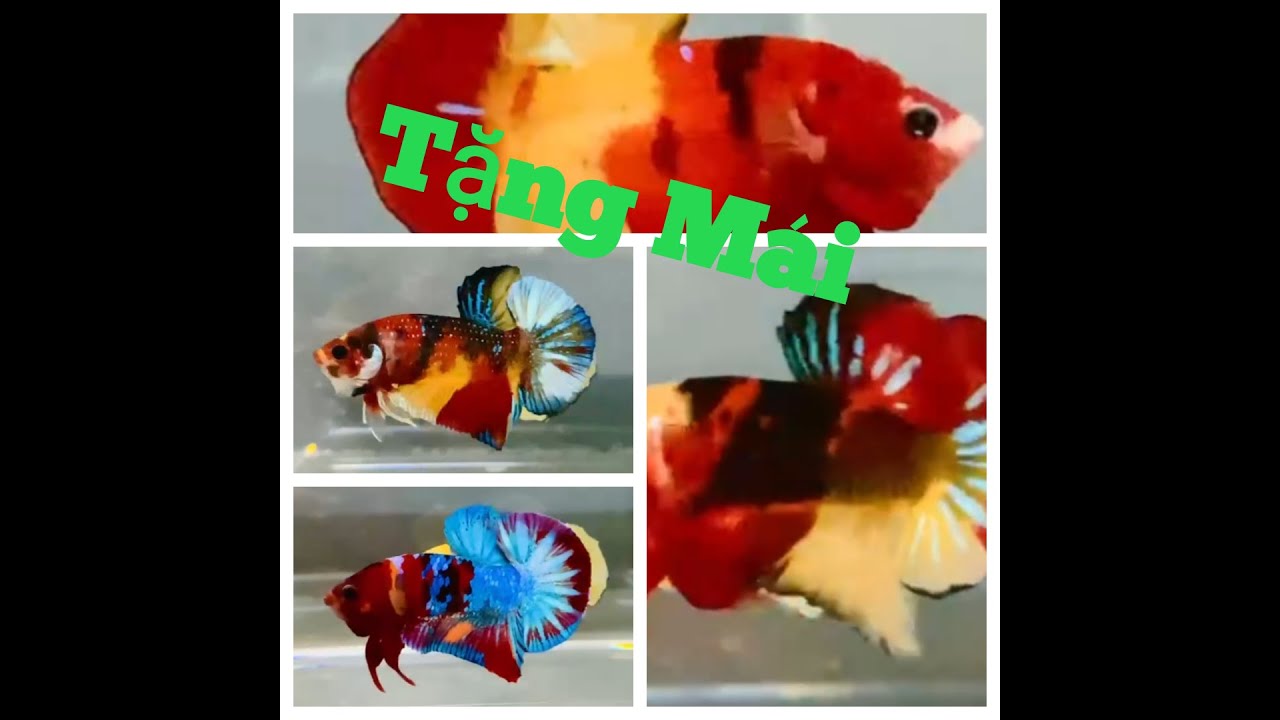 Đợt Cá Betta Koi Multi metallic ngày 22/07/2025