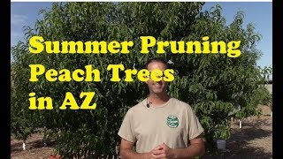 Summer Pruning Peach Trees In Az