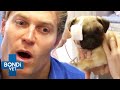 2 hours of full episodes  bondi vet complete season 4 part 2   bondi vet compilation