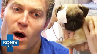 2+ Hours of Full Episodes  Bondi Vet Complete Season 4 Part 2  | Bondi Vet Compilation