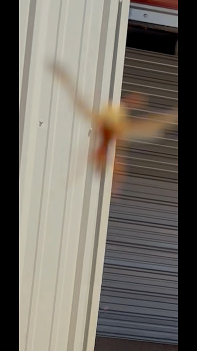It had waited its whole life for this moment! #wasp #bee #trending #viral #outdoors #fail #tiktok