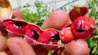 Guamúchiles rojos, Guamá Americano, Pinzán, Chiminango, Gina, Payandé, Yacure, Pithecellobium dulce