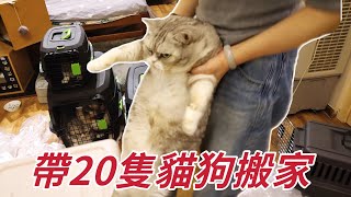 如何在一小時內打包19隻貓直接硬塞李喜猫