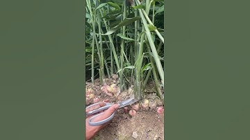 alat sederhana untuk memotong batang daun tanaman jahe. #shorts #jahemerah