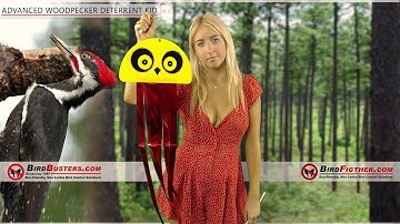 Advanced woodpecker kit - Learn how to keep woodpeckers away!