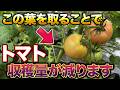 【トマト】9割が勘違い!その葉を取ると収穫量が減ります