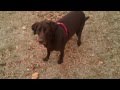 Diy dog training[review][scam][best product][how to]
