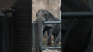Zoo- Duisburg #zooduisburg #elefant #elephant