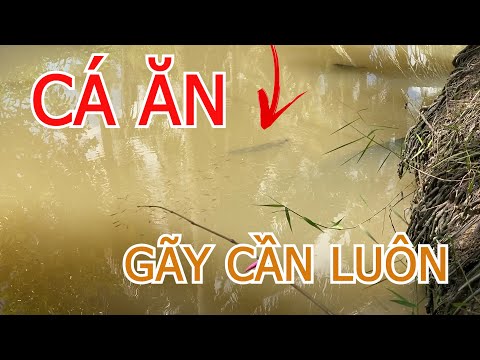 Video TRÙNG KHỔNG LỒ VÀ CẦN CÂU CÁ XI MA TRE TỰ CHẾ CÓ CÂU... - youtube