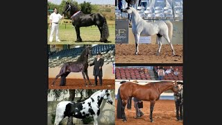 Halter Class/Showmanship